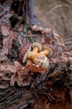 Birkaç Boletus Badius, Imleria Badia ya da Bay Bolete 'yi, sonbahar çam ormanlarında kurumuş meşe yaprakları olan eski ahşap kenevir üzerinde yakından görebiliriz. Yenilebilir ve gözenekli mantarların kadife rengi kahverengi veya kestane rengi başlıkları vardır.