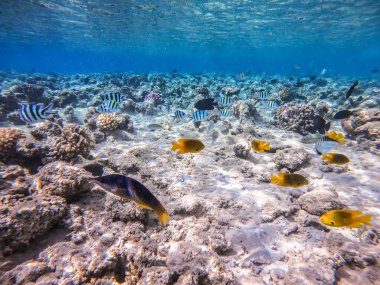 Balıkların farklı türleri - yelken tang veya Desjardin 'in yelken yüzgeci tang, Hipposcarus longiceps veya Uzun Burunlu Parrotfish, Rhinecanthus suikast balığı veya Picasso tetikleyici, Birdmouth wrasse, Klunzinger' s wrasse ve diğer tropikal balıklar