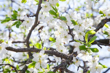 İlkbaharda meyve bahçesi. Tatlı bal yapmak için polen ve nektar toplama elma ağacının beyaz çiçek üzerinde bal arısı yakından görünümü. Bahçede elma ağacının küçük yeşil yaprakları ve beyaz çiçekleri