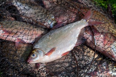 Balık tutma konsepti. Balıkçılık ile birlikte taze su balığı da tutuluyor. Yeşil çimenler üzerinde bronz çipura (Abramis brama) ya da sazan çipleri olarak bilinen yaygın çiplerle birlikte keepnet üzerinde tek tatlı su beyazı veya gümüş çipura.