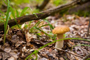 Boletus edulis (cep, porcino veya kral bolete, genellikle Porcini mantarı olarak bilinir), sonbahar mevsiminde orman zemininde yosun, yeşil çimen ve düşen yapraklar arasında yetişir.
