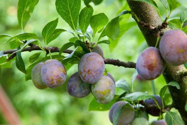Hasat edilmeye hazır bir ağaç dalından sarkan olgun erikler. Meyve bahçesindeki ağaç dalında olgun erikler. Meyve bahçesinde erik ağacı dalı üzerinde yeşil yaprakları ile taze organik meyve görünümü
