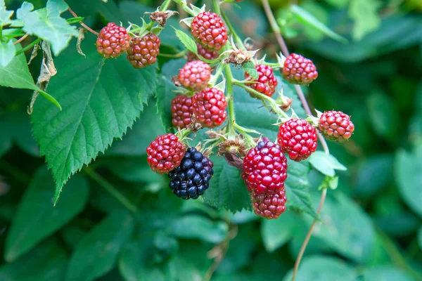 红色和黑色的野黑莓灌木丛和树枝上绿叶背景白天阳光灿烂的夏天花园里 关闭了黑莓一堆视图 这红色的水果而闻名其抗氧化能力 — 图库照片