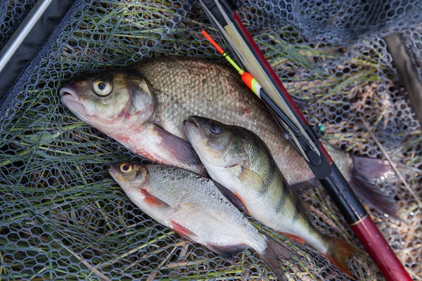 Balık Yakalamak Bronz Çipura Sazan Balığı Abramis Brama Yaygın Levrek — Stok fotoğraf