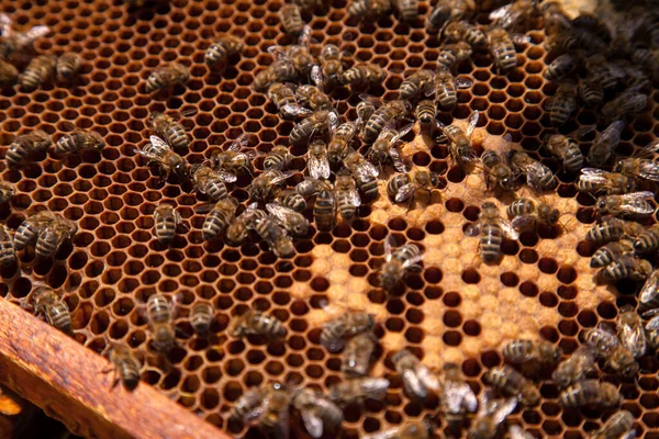 Frames of a beehive. Busy bees inside the hive with open and sealed cells for their young. Birth of o a young bees. Close up showing some animals and honeycomb structure