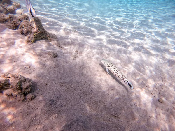 Крупный План Остроконечных Песчаных Рыб Известных Гексофтальма Параперциса Водой Песке — стоковое фото