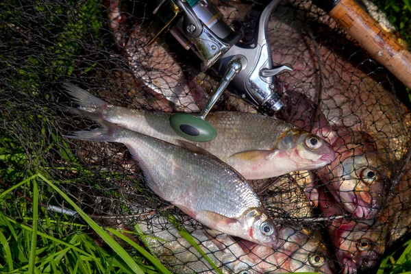 Balıkçılık konsepti. Tatlı su balıkları ve içinde balıkçılık yakalamak ile keepnet üzerinde makaraları ile olta. Yeşil çimüzerinde bronz çipura veya sazan bream (Abramis brama) olarak bilinen ortak çipuralar ile keepnet iki tatlı su beyaz çipura veya gümüş çipura