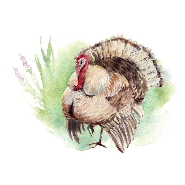 Fåglar Från Akvarelljordbruk Perfekt För Påsk Mors Dag Thanksgiving Kort — Stockfoto