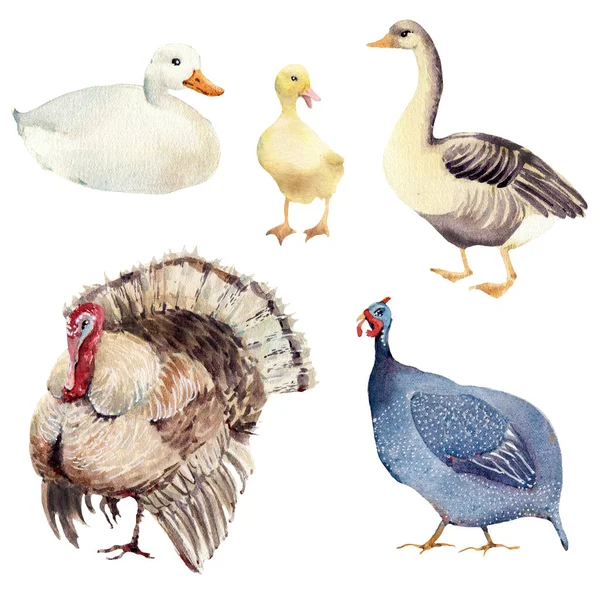 Fåglar Från Akvarelljordbruk Perfekt För Påsk Mors Dag Thanksgiving Kort — Stockfoto