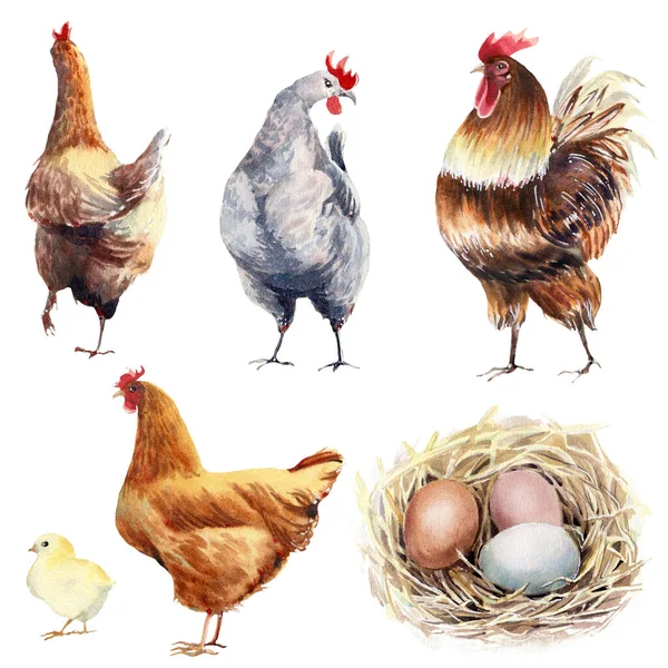 Akvarell Farm Baromfi Udvari Madarak Tökéletes Húsvétra Anyák Napjára Hálaadásra Jogdíjmentes Stock Fotók