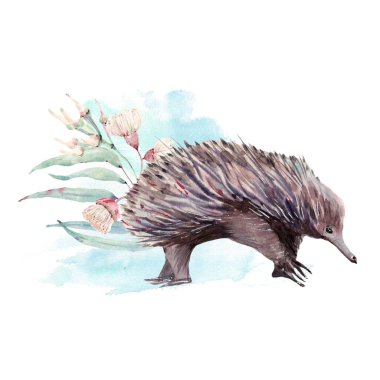 Australian animal illuatration. Aussie animals watercolor illustration clipart