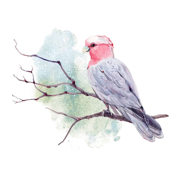 Illustrazione Acquerello Uccello Australiano Uccelli Australiani Galà Australiana — Foto Stock
