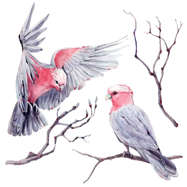 Illustrazione Acquerello Uccello Australiano Uccelli Australiani Galà Australiana — Foto Stock