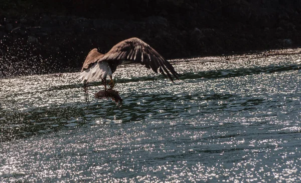 Bald Eagle Jakt Vattnen Knights Inlet Nära Djurparken Bones Bay — Stockfoto