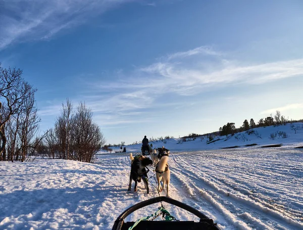 Husky Dog Sledding Téli Táj Körül Tromso Északra Sarkkörtől — Stock Fotó