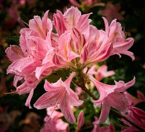 Piękny Różowy Azalea Pełnym Rozkwicie Wiosnę — Zdjęcie stockowe