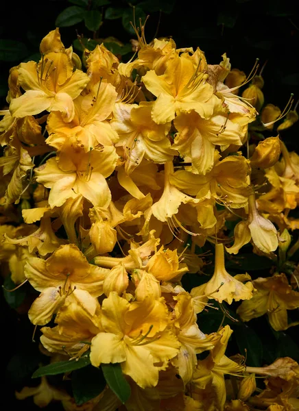 Eine Schöne Gelbe Azelea Voller Blüte Frühling — Stockfoto