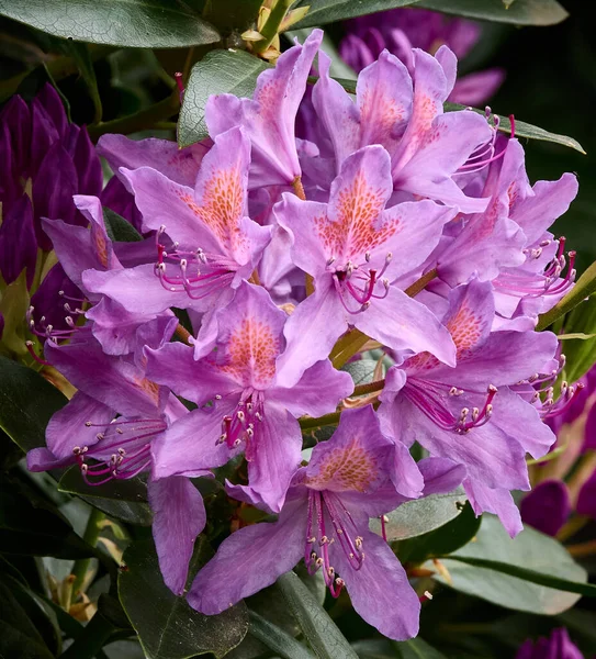 Piękna Iris Sibirica Kwitnie Wiosną — Zdjęcie stockowe
