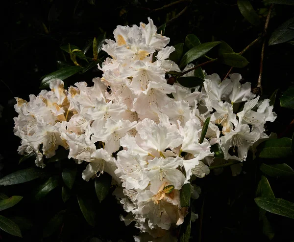 Bellissima Iris Sibirica Fiore Primavera — Foto Stock