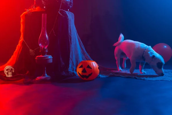 Perro Jack Russell Terrier en un fondo de Halloween — Foto de Stock