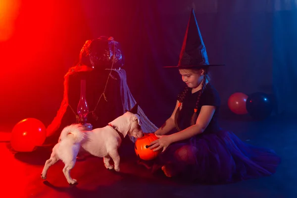 Conceito de Halloween e celebração. Menina criança em traje de bruxa com abóbora de Halloween jogando com cão jack russell terrier — Fotografia de Stock