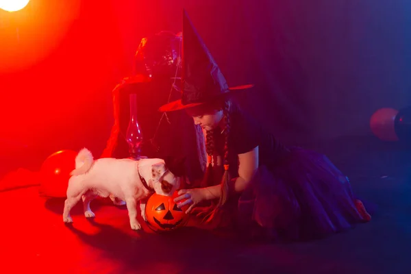 Chica divertida niño en traje de Halloween bruja jugando con espeluznante gato calabazas niebla y gato russell terrier perro — Foto de Stock