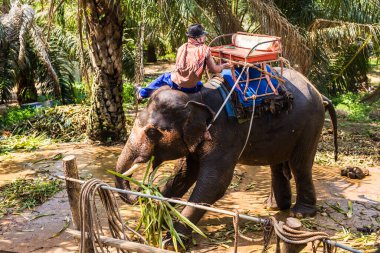 Tayland, Samui - 10 Mayıs 2016: Fil bakımı