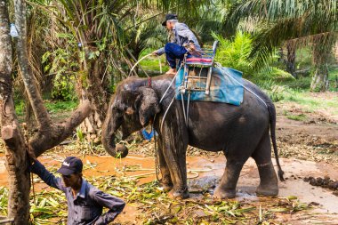 Tayland, Samui - 10 Mayıs 2016: Fil bakımı