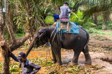 Tayland, Samui - 10 Mayıs 2016: Fil bakımı