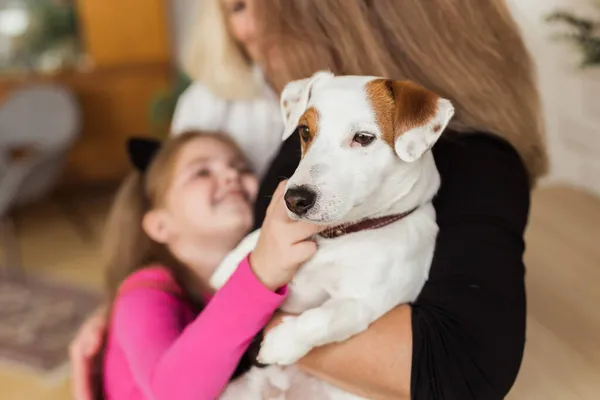 Mujer sosteniendo Jack Russell terrier perro en las manos. concepto de mascotas y perros — Foto de Stock