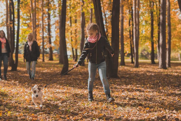 Sonbahar yaprakları arasında köpeği Jack Russell Terrier ile koşan küçük bir kız. Annem ve büyükannem arkada yürüyor. — Stok fotoğraf