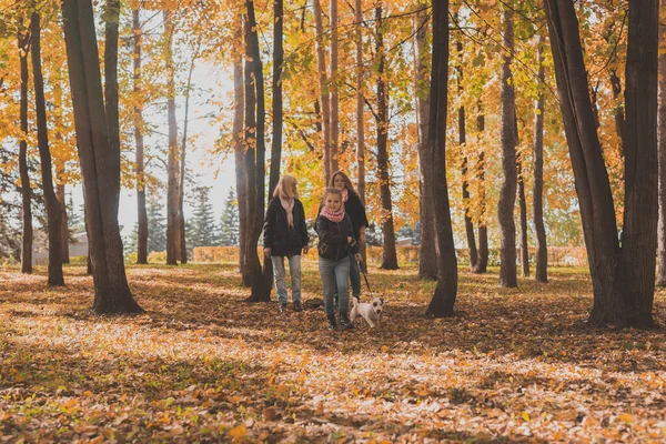 Маленькая девочка бегает со своим собачьем Джеком Расселом-терьером среди осенних листьев. Мама и бабушка идут позади — стоковое фото
