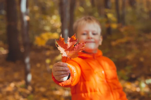 Retrato de menino feliz na jaqueta laranja no parque de outono dá folhas de bordo. Temporada de outono e conceito de crianças. — Fotografia de Stock