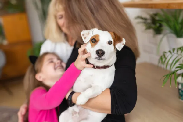 Mujer sosteniendo Jack Russell terrier perro en las manos. concepto de mascotas y perros — Foto de Stock