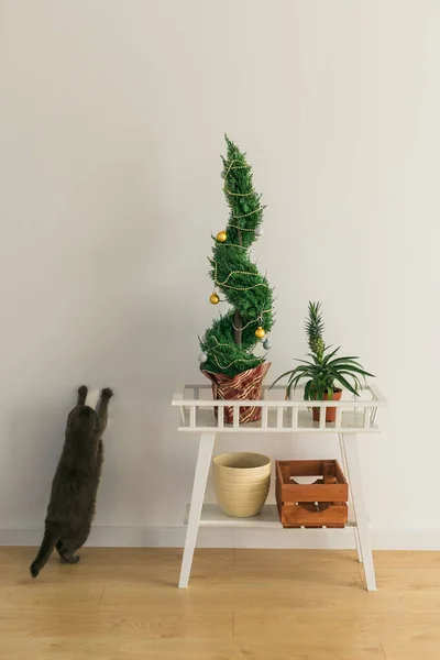 Ciprés interior o thuja en maceta está decorando bolas como el árbol de Navidad y el gato se divierten cerca. Árboles alternativos para Navidad . — Foto de Stock
