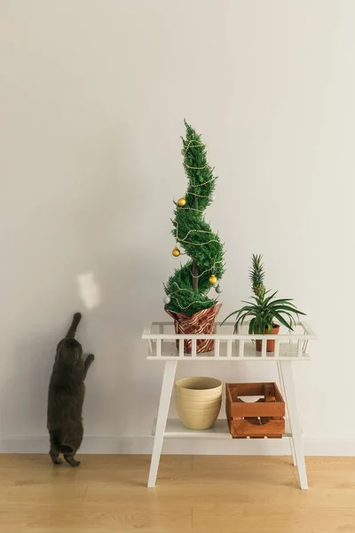 Ciprés interior o thuja en maceta está decorando bolas como árbol de Navidad y gato se sienta cerca de él. Árboles alternativos para Navidad . — Foto de Stock