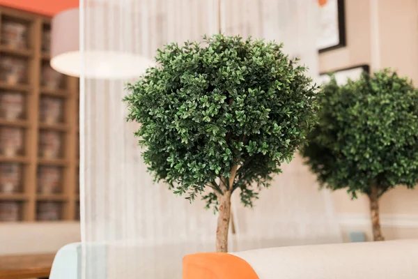 İç dekorasyon için plastik yeşil çalı ağacı — Stok fotoğraf