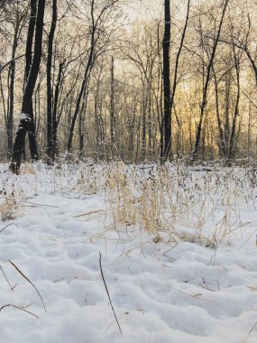 Kış günbatımı karla kaplı parkta. Mevsim ve soğuk hava kavramı