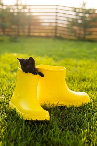 Gatito negro divertido sentado en bota amarilla en la hierba. Lindo concepto de imagen para tarjetas postales calendarios y folletos con mascota —  Fotos de Stock