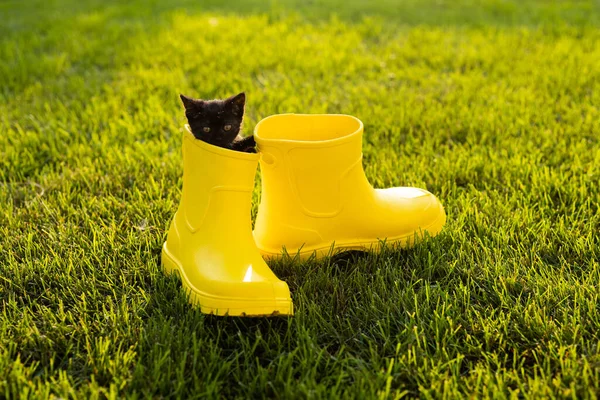 Gatito negro divertido sentado en bota amarilla en la hierba. Lindo concepto de imagen para tarjetas postales calendarios y folletos con mascota —  Fotos de Stock