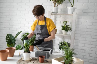 Orta yaşlı kadın bahçıvan, beyaz ahşap masada seramik saksılarda bitki naklediyor. Ev bahçesi kavramı. Bahar geldi. Bir sürü bitkiyle süslü bir iç mekan. Ev bitkileriyle ilgileniyorum..