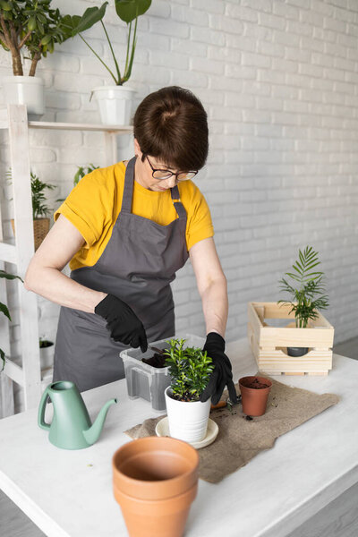 Middle aged woman gardener transplanting plant in ceramic pots on the white wooden table. Concept of home garden. Spring time. Stylish interior with a lot of plants. Taking care of home plants.