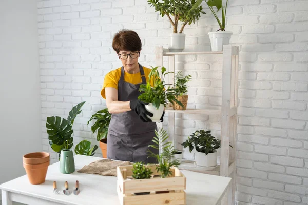 Mulher de meia idade jardineiro planta transplante em vasos cerâmicos sobre a mesa de madeira branca. Conceito de jardim em casa. Hora da Primavera. Interior elegante com um monte de plantas. Cuidar de plantas de casa. — Fotografia de Stock