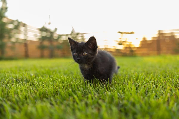 奇怪的黑色小猫在户外的草皮和家猫的概念 — 图库照片