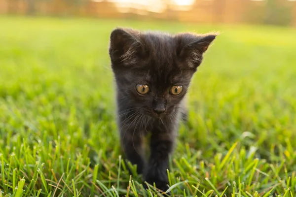 Μαύρο περιέργως γατάκι σε εξωτερικούς χώρους στο γρασίδι - κατοικίδιο ζώο και εγχώρια έννοια γάτα — Φωτογραφία Αρχείου