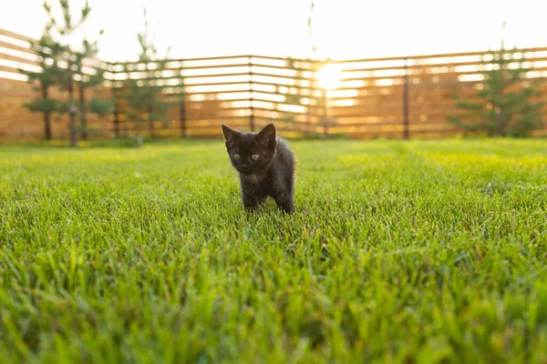 Negro curiosamente gatito al aire libre en la hierba mascota y gato doméstico concepto. Copiar espacio y lugar para la publicidad — Foto de Stock
