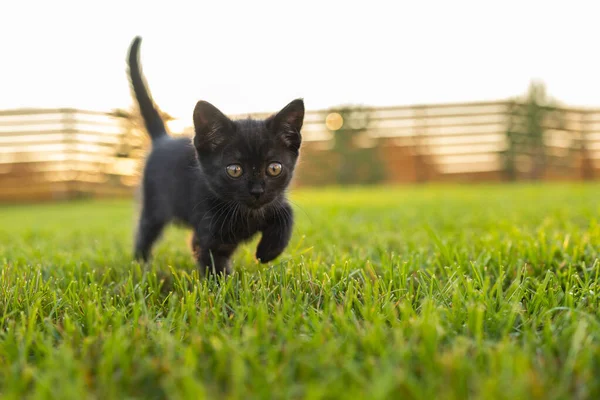 Preto curiosamente gatinho ao ar livre na grama - animal de estimação e conceito de gato doméstico. Copiar espaço e lugar para publicidade — Fotografia de Stock