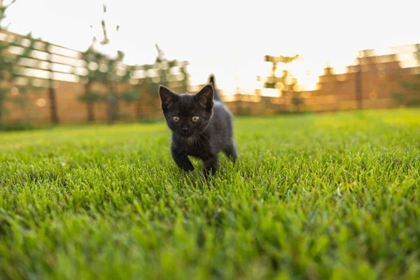 Μαύρο περιέργως γατάκι σε εξωτερικούς χώρους στο γρασίδι - κατοικίδιο ζώο και εγχώρια έννοια γάτα — Φωτογραφία Αρχείου