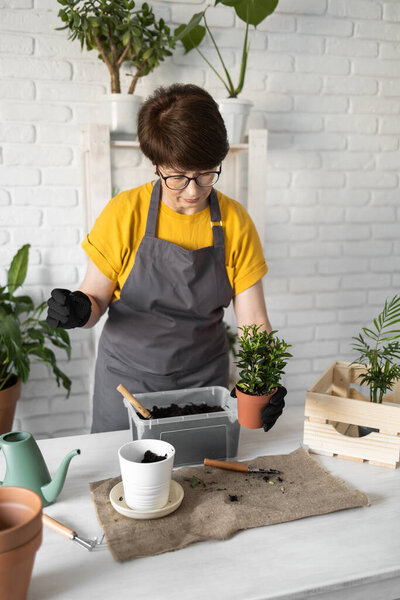 Middle aged woman gardener transplanting plant in ceramic pots on the white wooden table. Concept of home garden. Spring time. Stylish interior with a lot of plants. Taking care of home plants.