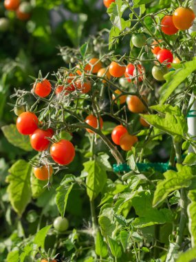 Close up of cherry tomatoes growing in a vegetable garden